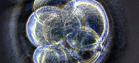 Embryo