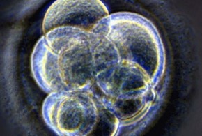 Embryo