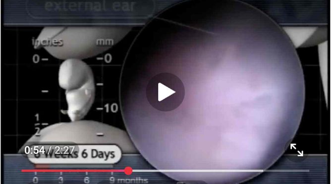 Fetal Development