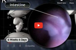 Fetal Development Video